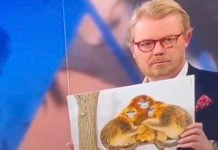 Un journaliste danois compare les Lions de l’Atlas et leurs mères à des singes raciste_danois